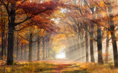 God Chose You for a Purpose, How to Walk it Out