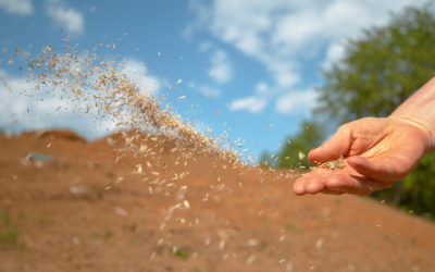 The parable of the Sower Meaning: 5 Things that Could be Stealing your Promise